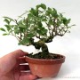 Celastrus orbiculatus shohin bonsai 03.
