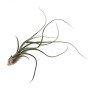 Tillandsia pseudobaileyi L - kötözetlen