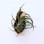 Tillandsia pruinosa