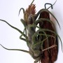 Tillandsia pruinosa