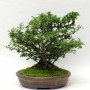 Chaenomeles japonica bonsai 02.