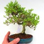 Ligustrum japonicum 01.