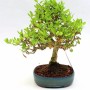 Ligustrum japonicum 01.