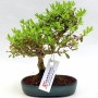 Ligustrum japonicum 01.