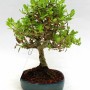 Ligustrum japonicum 01.