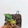 Haraella retrocalla