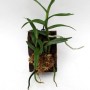 Angraecum erectum