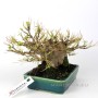 Acer buergerianum - Trident maple shohin bonsai 02.