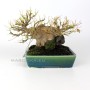 Acer buergerianum - Háromerű juhar shohin bonsai 02.