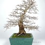 Carpinus coreana - deciduous bonsai of classic shape