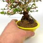 Lonicera sp. shohin bonsai 02.