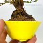 Lonicera sp. shohin bonsai 02.