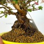 Lonicera sp. shohin bonsai 02.