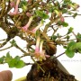Lonicera sp. shohin bonsai 02.