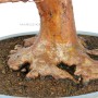 Stewartia monadelpha bonsai Japánból