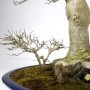 Acer buergerianum big size maple bonsai from Japan