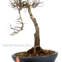 Bunjin Kaede - Acer buergerianum bonsai from Japan