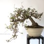 Akebia quinata cascade japanese bonsai