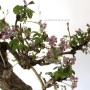 Akebia quinata cascade japanese bonsai