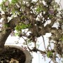 Akebia quinata cascade japanese bonsai