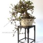 Akebia quinata cascade japanese bonsai