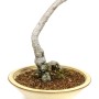 Bunjin Trachelospermum Sp. bonsai Japánból