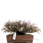 Osteomeles subrotunda japán bonsai