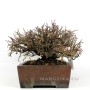 Osteomeles subrotunda japán bonsai