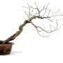 Diospyros kaki shakan - bunjin bonsai