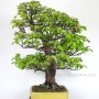 Pseudocydonia sinensis bonsai Japánból