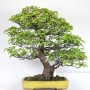 Pseudocydonia sinensis bonsai Japánból