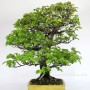 Pseudocydonia sinensis bonsai Japánból