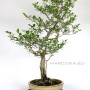 Japán Euonymus bonsai sokan stílusban