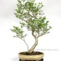 Japán Euonymus bonsai sokan stílusban