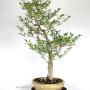 Japán Euonymus bonsai sokan stílusban