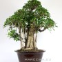 Szoba bonsai erős léggyökerekkel - Ficus retusa 100 cm ( Gumifa )