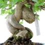 Acer buergerianum - Háromerű juhar shohin bonsai