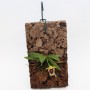 Haraella retrocalla