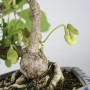 Japanese shohin bonsai - Aristolochia debilis