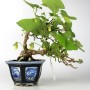 Japanese shohin bonsai - Aristolochia debilis