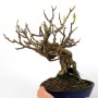 Kadsura japonica neagari bonsai Japánból 06.