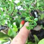 Chaenomeles kusamono Pyrrosia and Selaginella Japanese planting