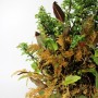 Chaenomeles kusamono Pyrrosia és Selaginella japán összeültetésben