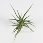 Tillandsia diaguitensis