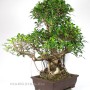 Indoor bonsai with air roots - 80 cm high Ficus retusa 'Taiwan'