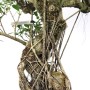 Indoor bonsai with air roots - 80 cm high Ficus retusa 'Taiwan'