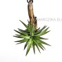 Tillandsia ionantha var. vanhyningii 
