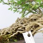 Téli jázmin shohin bonsai - Jasminum nudiflorum Japánból