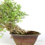 Téli jázmin shohin bonsai - Jasminum nudiflorum Japánból