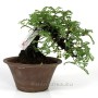 Osteomeles subrotunda shohin bonsai Japánból 01